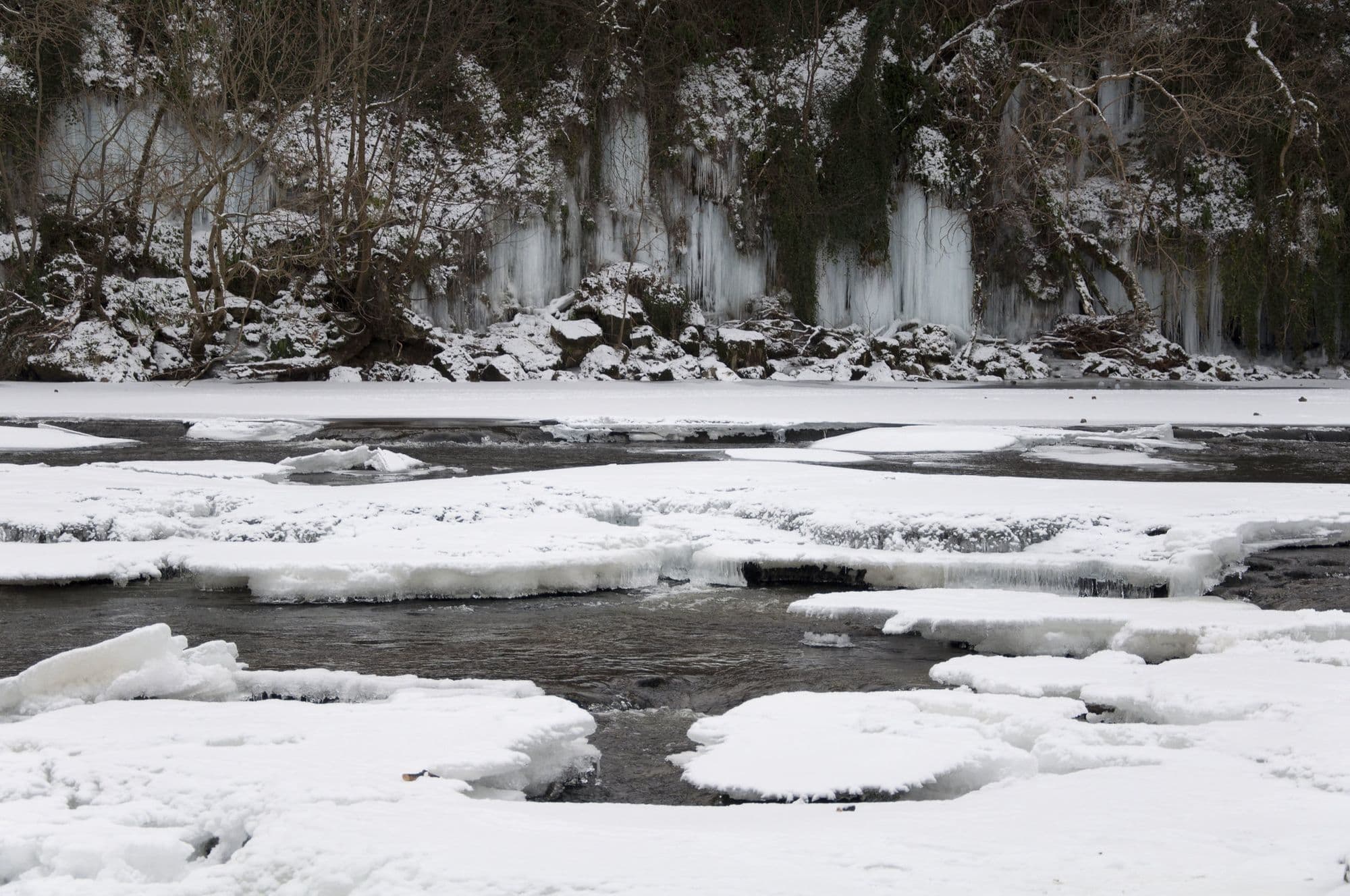 Ice floes on the River Ure at Upper Aysgarth Falls, with frozen curtains of icicles on the wooded bank behind.