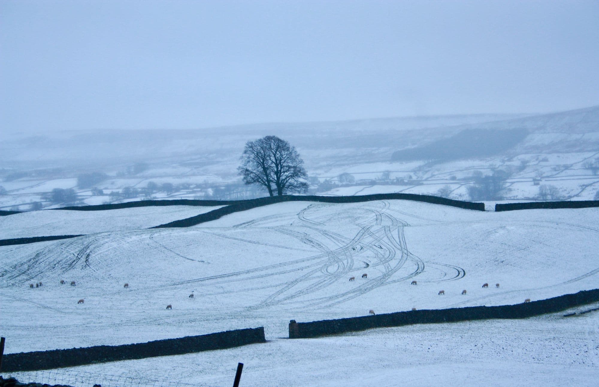A lone tree and drystone walls across snow-covered pasture at Sedbusk in Wensleydale, sheep grazing under a pale winter sky.